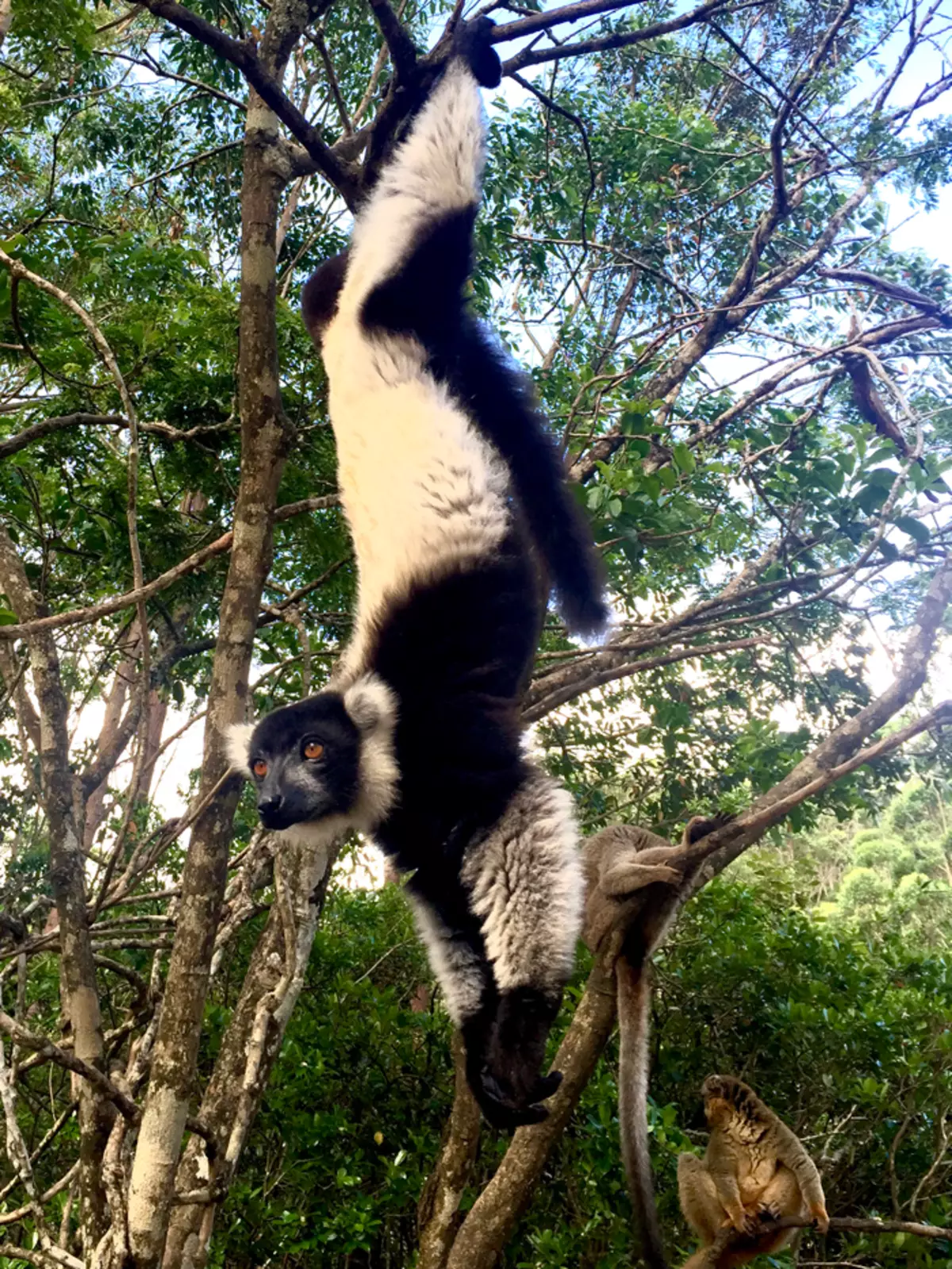 Na ostrově hodně rukou lemurů, kteří jsou zvyklí, aby se zacházely od člověka