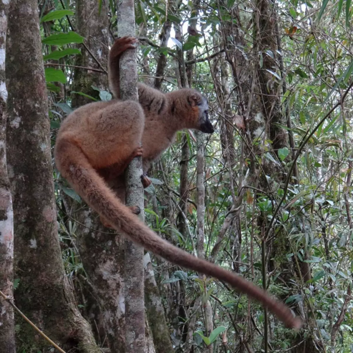 Lemur diwasa bobote udakara 6,5 ​​kilogram