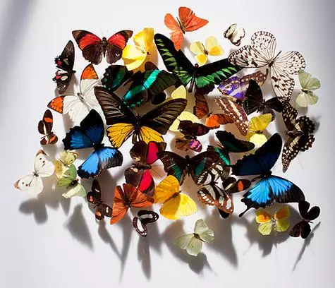 Efek kupu-kupu: Dengan aroma baru dari Kenzo Anda akan 