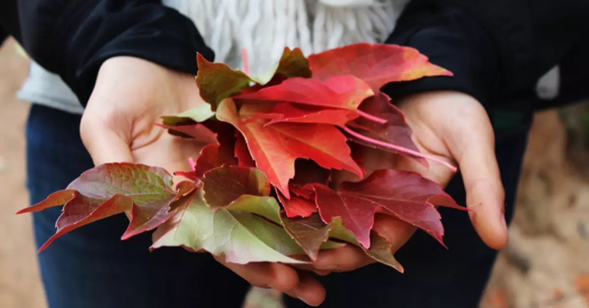 Keine Krankheiten: Bereiten Sie den Körper für Herbst vor