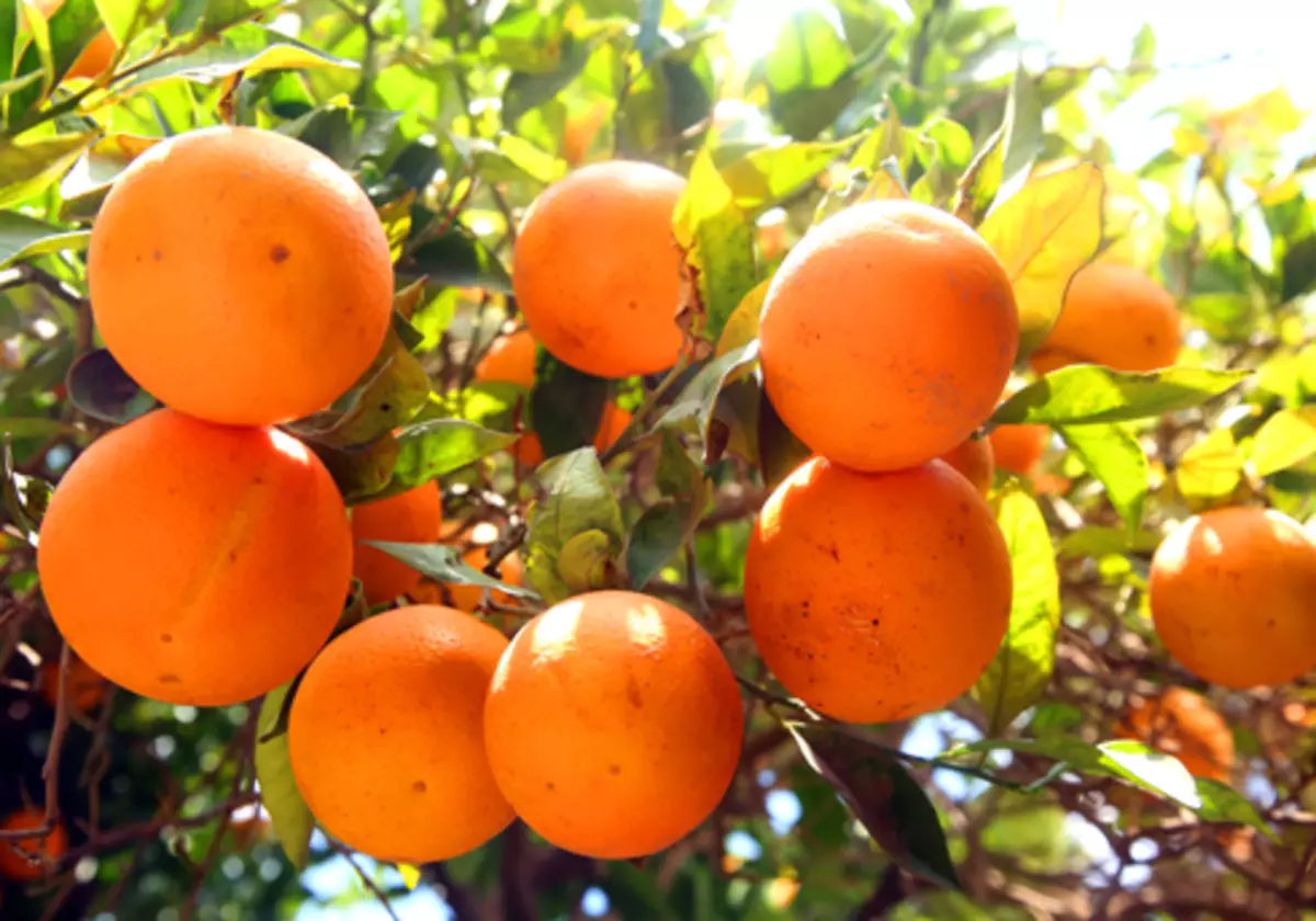 मोरोक्को मध्ये oranges - काही मधुर