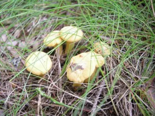 Copa con Chanterelles.