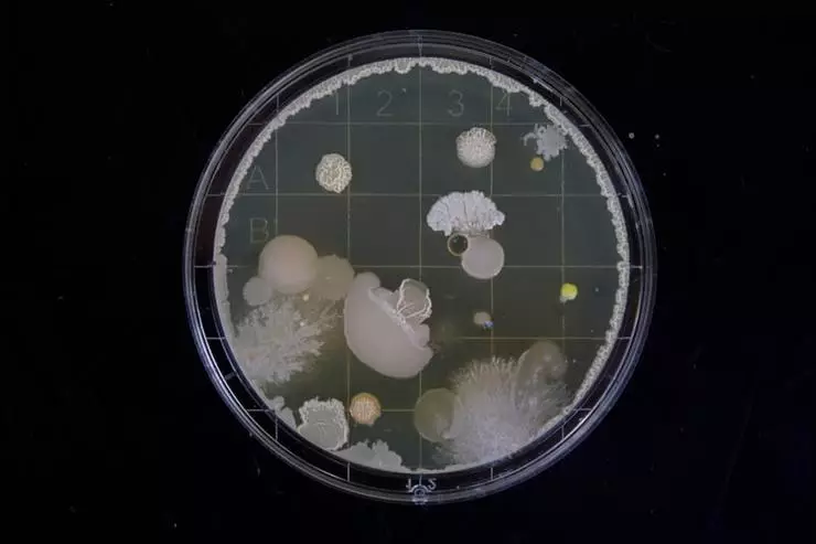 Συχνά η ανάπτυξη βακτηρίων μπορεί να σταματήσει στην αρχή.
