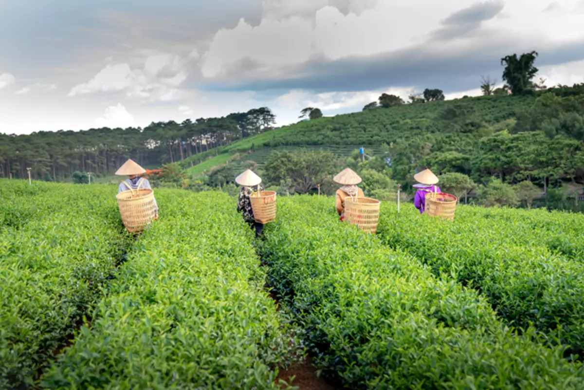 Important rules of choice: We study the "pedigree" tea