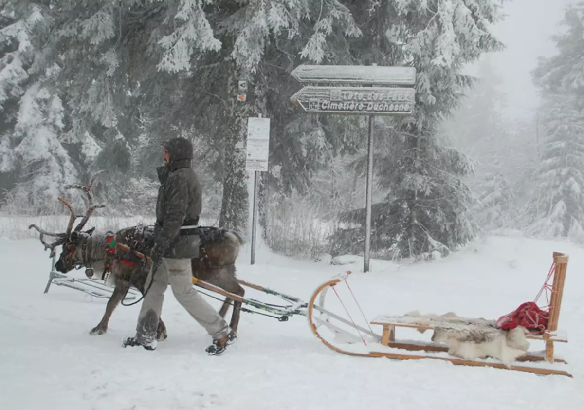 Brauciens uz briežu un suņu kamaniņu kļuva moderns ziemas jautrība