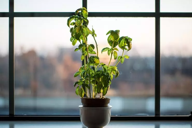 Algunhas lámpadas crecentes poden afectar negativamente o crecemento das plantas, especialmente aquelas que asignan demasiado calor