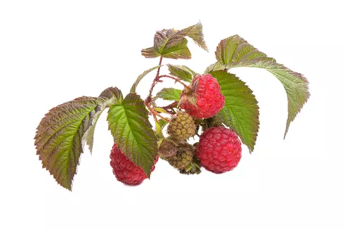 Kwete chete berries inobatsira mune raspberry, asi zvakare mashizha