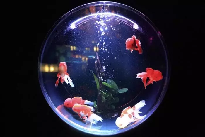 Aquarium kan uw redding zijn.