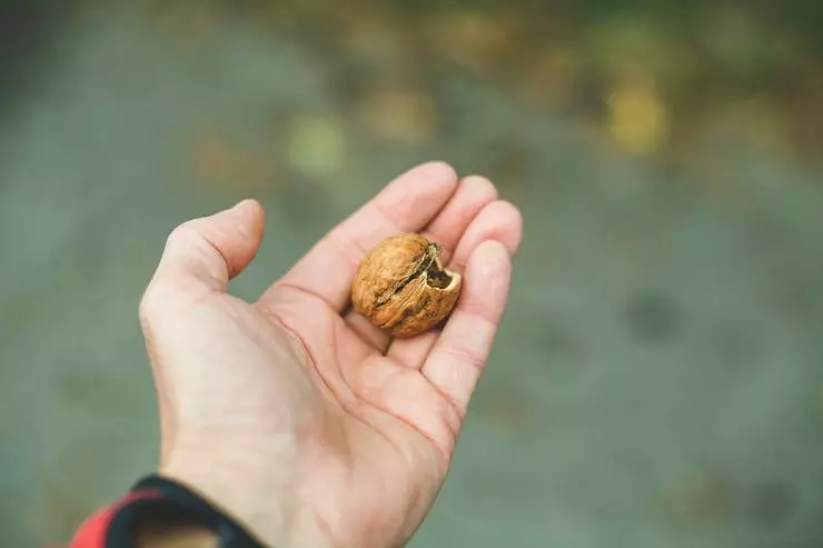 La konsumado de juglando estas utila - ĉi tio konfirmis esploradon