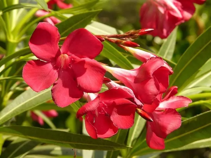 Oleander