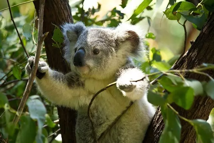 Eucalyptus نىڭ نۇرغۇن مەستانىلىرى بار