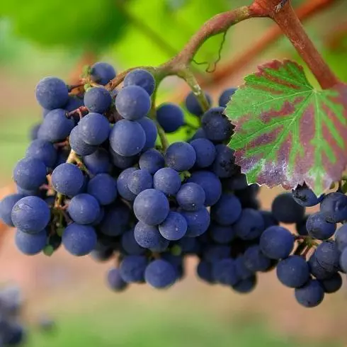 Виноград володіє масою вітамінів