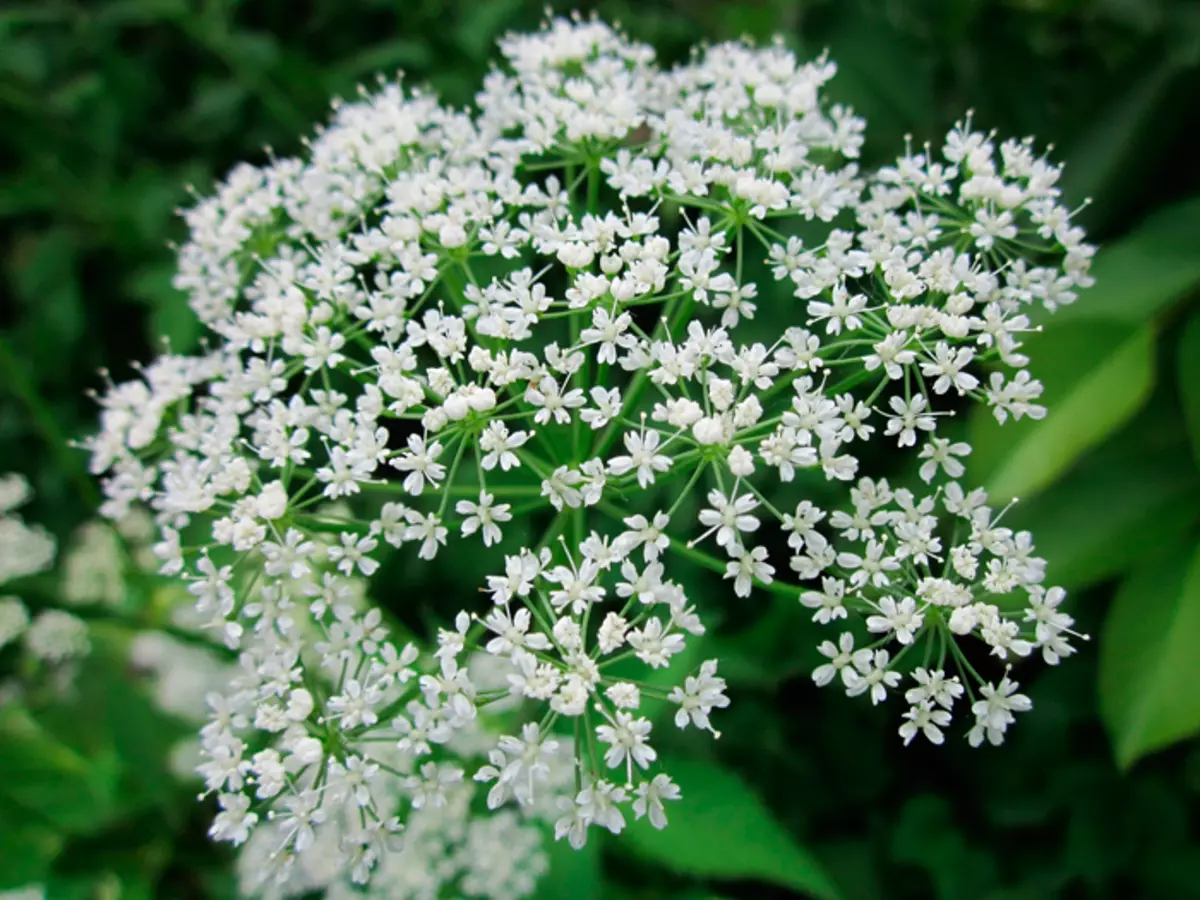 Què es pot preparar a partir de males herbes