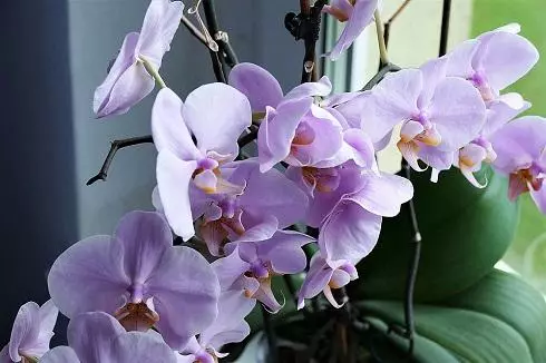 Orchids jẹ ẹwa pupọ