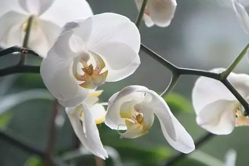 Phalaenopsis Pleev muaj ntau yam xim thiab ntxoov ntxoo