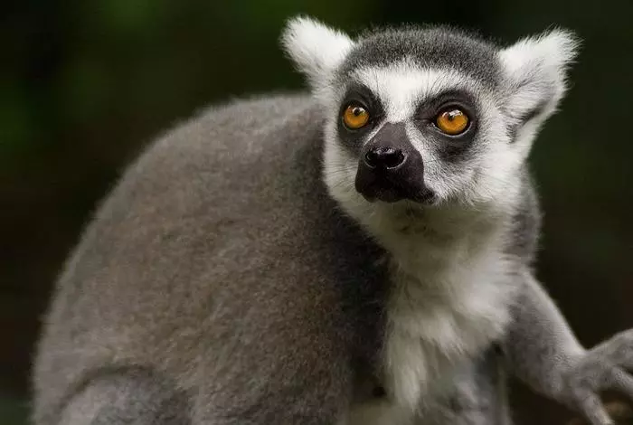 Lemur ass schwéier ze léieren
