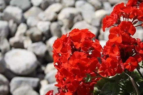 Scarlet ziedu - mīlestības simbols