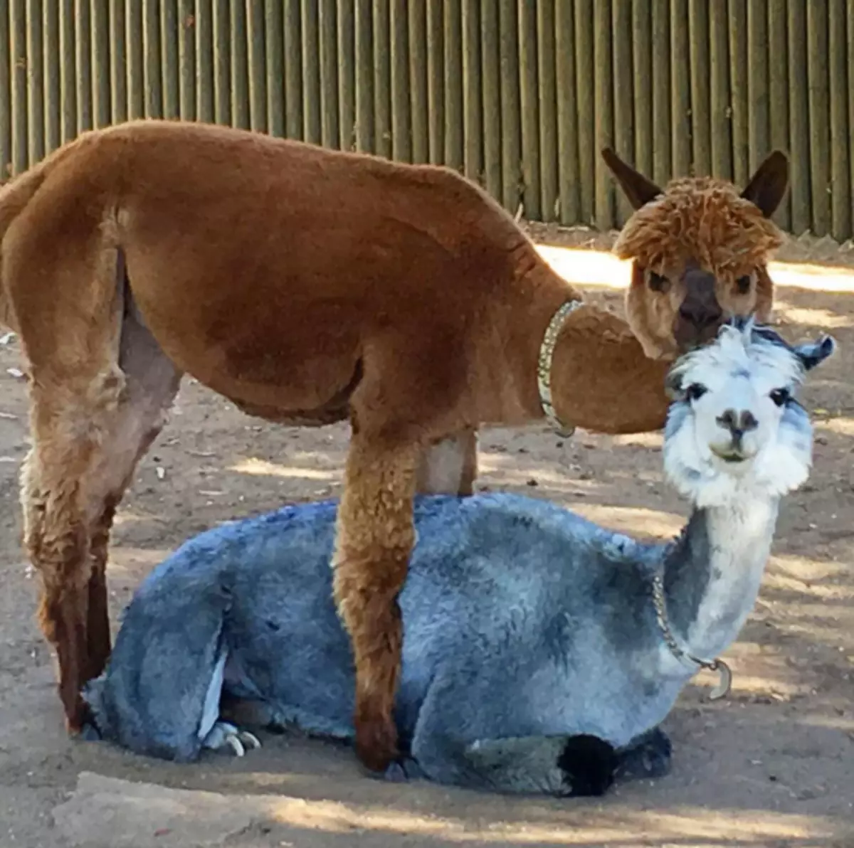 Bij de acteur thuis een echte dierentuin: twee paarden - een sok en baby di, geiten tijger en memo, alpaca Miss Brown, Madre, Dandy en Phazzi. En katten - Monti en Darth