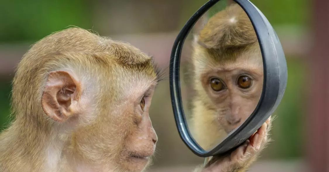 在動物世界中：需要訪問的7個動物園