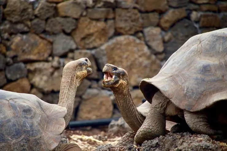 Дивовижні галапагосские черепахи живуть в Празькому зоопарку