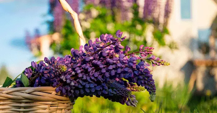 Gillar inte det här: Sommarbuggar som du gör våren