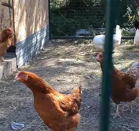 In der Farm Evgenia Plushenko gibt es einen Garten, eine Aviary für Hunde und sogar Geflügel. Foto: instagram.com/plushenkoouglicial.