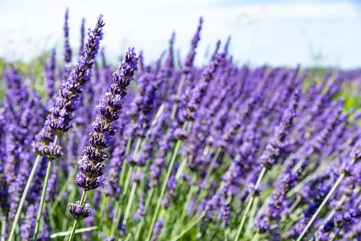 without a bouquet of lavender can not do