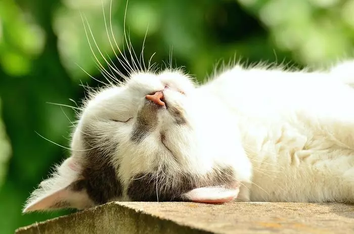 Katten houden van planken en raamliedakken
