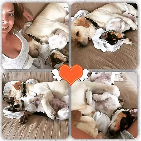 Dalam keluarga Zhanna Friske hidup anjing baka yang berbeza. Foto: Instagram.com/frecah_natalia.