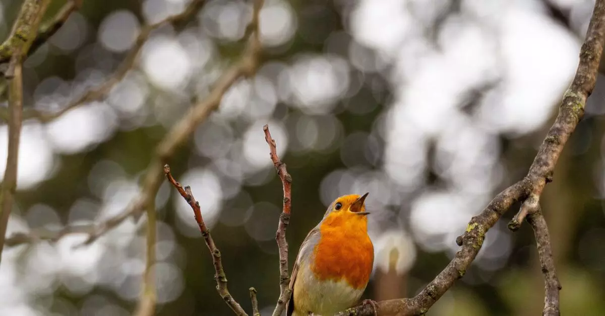 Unklearber, mar it feit: wêrom de fûgel twitter befrijet mentale sûnens