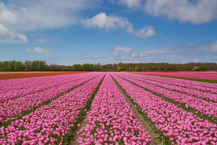 Aja kantun kembang tulip