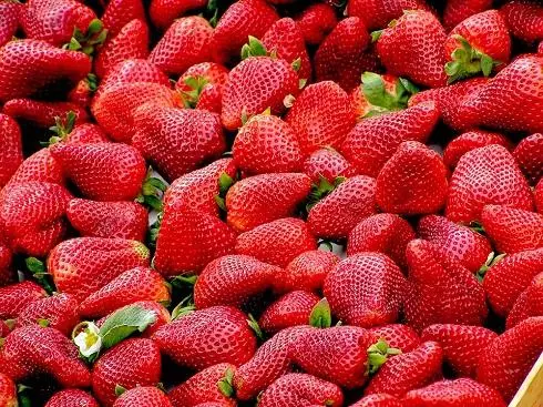 Tidiga jordgubbar innehåller GMO