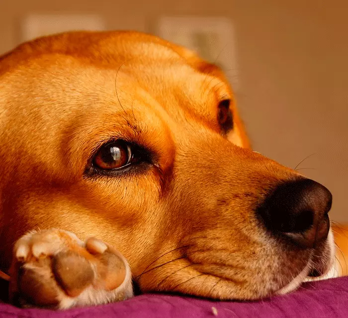 Hamwe na beagle uzakenera urugendo rurerure