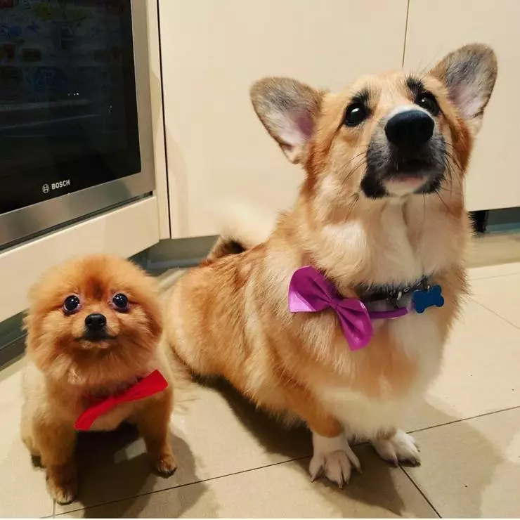 Corgi Takımlı Tüp ve Pomeranian Spitz Pokya - Tam Üye Ailesi