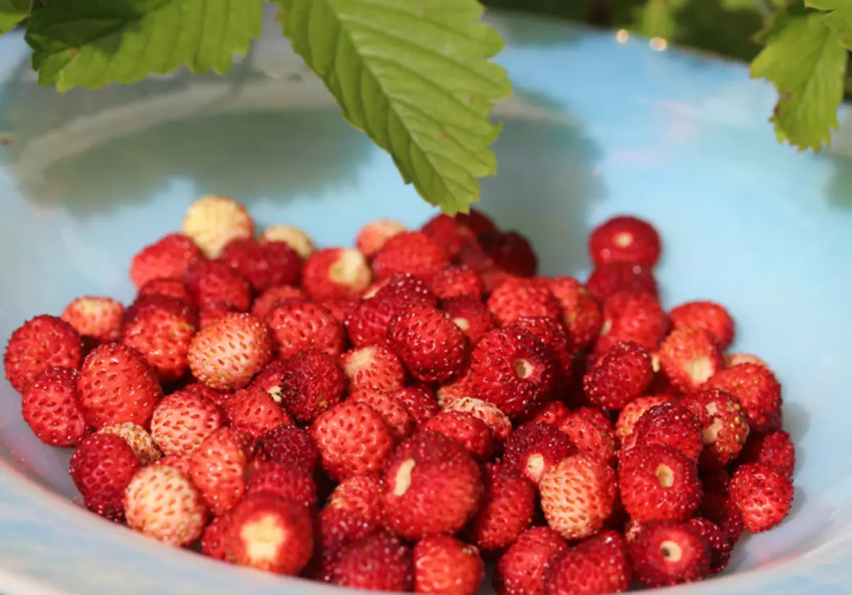 Den termisk ikke behandlede jordbær med sukker er meget nyttigt