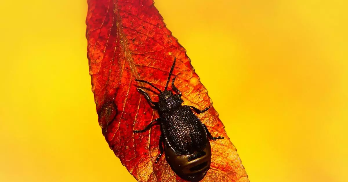 We vertrekken naar de natuur: hoe niet om tikken op te halen terwijl je door het bos loopt