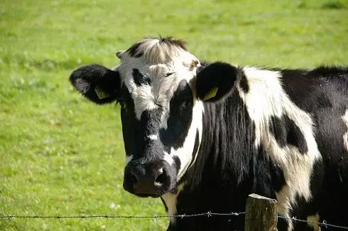 Nećete biti u mogućnosti napraviti uddersku kravu sterilnu