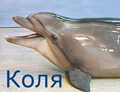 Slán, Dolphins! 39415_1