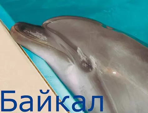 Slán, Dolphins! 39415_3