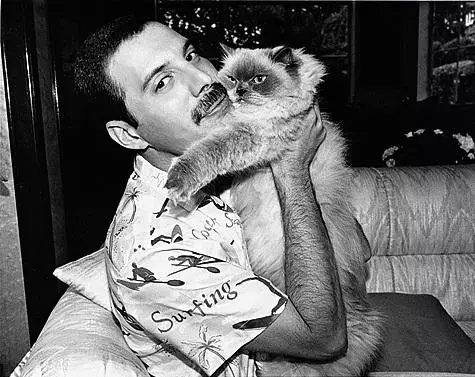 Freddie Mercury, pussies için her şeye izin verdi: konser kıyafetlerini yırtmak, hamallara tırmanmak için. Onlara şarkılara ayrıldı ve turda onları telefonla aradı.