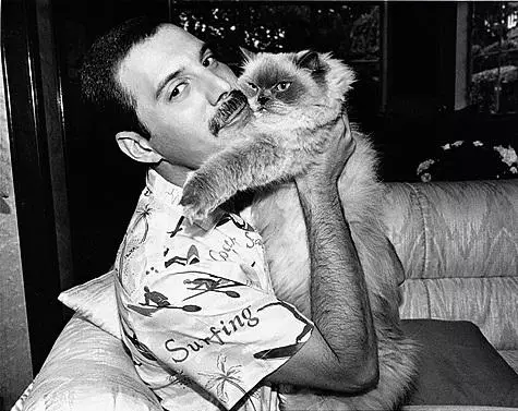 Freddie Mercury อนุญาตให้ทุกอย่างมาสู่ Pussies ของเขาเพื่อฉีกชุดคอนเสิร์ตของเขาปีนขึ้นไป เขาอุทิศให้กับพวกเขาเพลงและทัวร์ที่เรียกพวกเขาทางโทรศัพท์