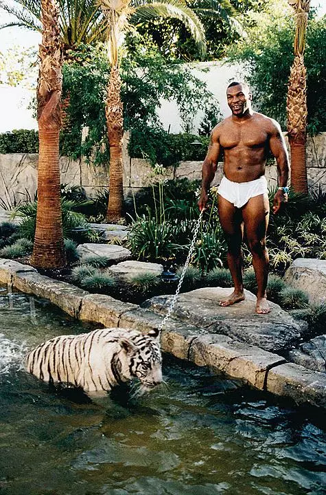 Mike Tyson heeft herhaaldelijk tijgers gebruikt als sparringpartners