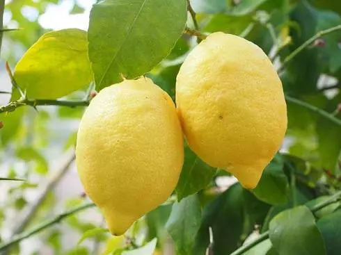 Lemon conține nu numai vitamina C