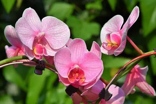 Orchidée - reine des fleurs en vacances