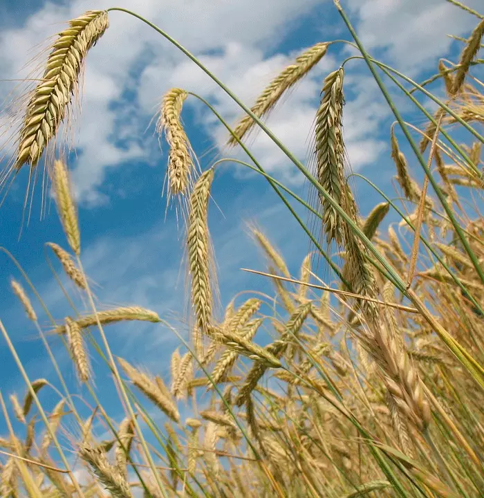 Els cereals augmenten la força de les neurones