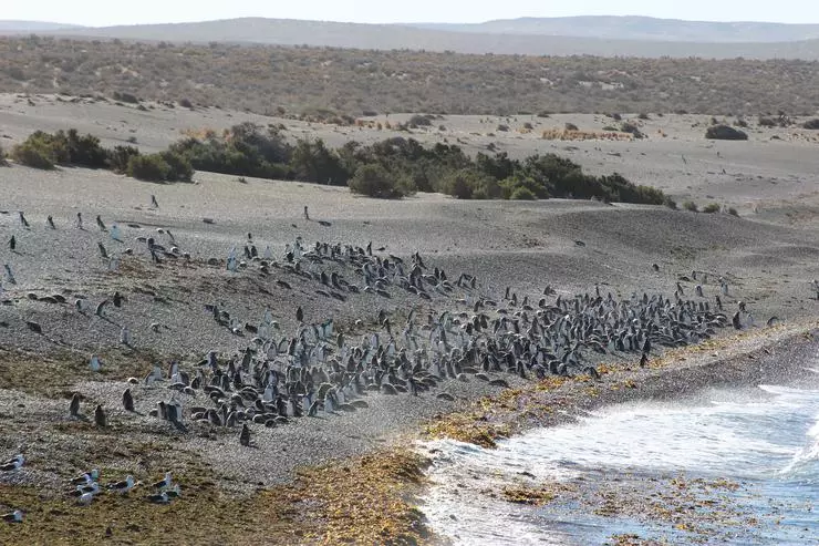 Maghellan Penguins இன் காலனி Magdalena தீவில் அக்டோபர் முதல் மார்ச் வரை கண்டிப்பாக காணலாம்