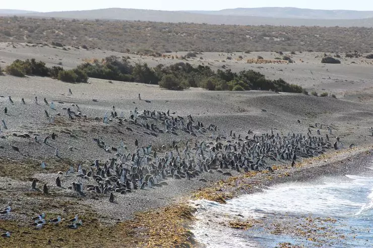 Enwere ike ịhụ ogige nke Penguins Penguins na Magdalena Island nwere ike ịhụ nke ọma site na Ọktọba ruo Mach