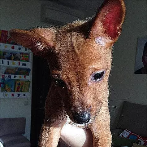 पिल्ला, जिसे गारिक हरलामोव ने क्रिस्टीन असम को प्रस्तुत किया। फोटो: Instagram.com।