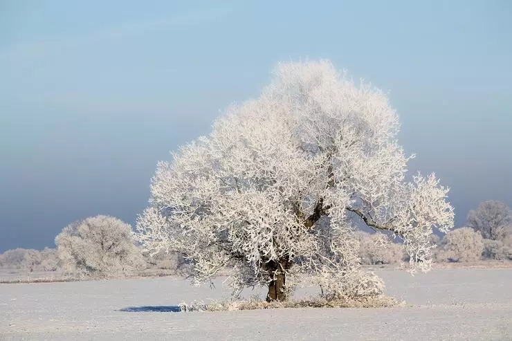 Winter forest ziet eruit als een sprookje