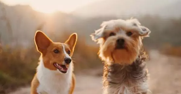 Som svar på en vän: Vad är viktigt att veta, gå hunden under karantän